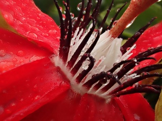 Passiflora coccinea